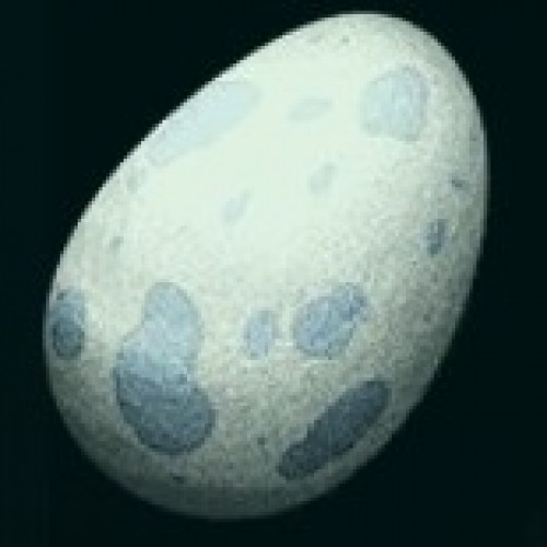 Яйцо Бронтозавра Brontosaurus Egg