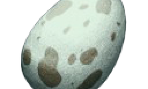 Яйцо Додо Dodo Egg