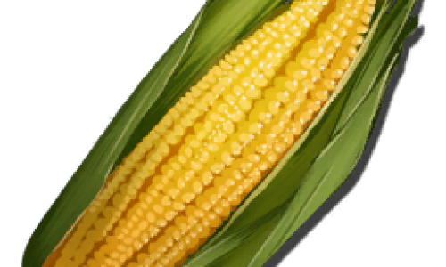Кукуруза. Семена кукурузы Longrass Seed
