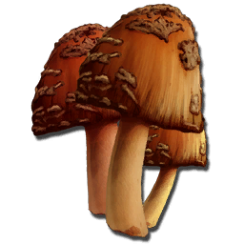 Редкий Гриб Rare Mushroom