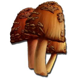 Rare_Mushroom